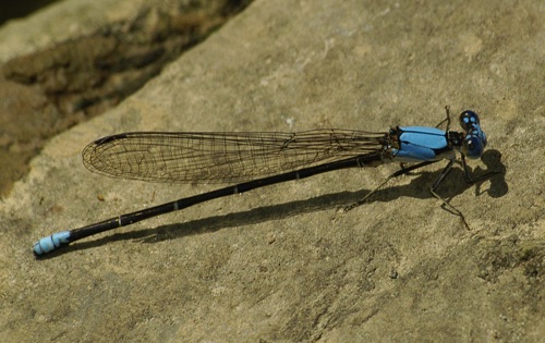 Male
23 July 2005  Chattooga